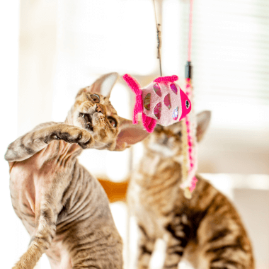 Keeping Kitty Engaged: Exploring Interactive Toys for Cats