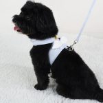 Cat-Dog-Harness-Necklace-Leash-Collar-Pet-Items-Accessories-Kawaii-Angel-Wing-Vest-Harness-For-Dogs.jpg_