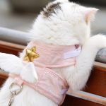 Cat-Dog-Harness-Necklace-Leash-Collar-Pet-Items-Accessories-Kawaii-Angel-Wing-Vest-Harness-For-Dogs.jpg_