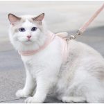 Cat-Dog-Harness-Necklace-Leash-Collar-Pet-Items-Accessories-Kawaii-Angel-Wing-Vest-Harness-For-Dogs.jpg_